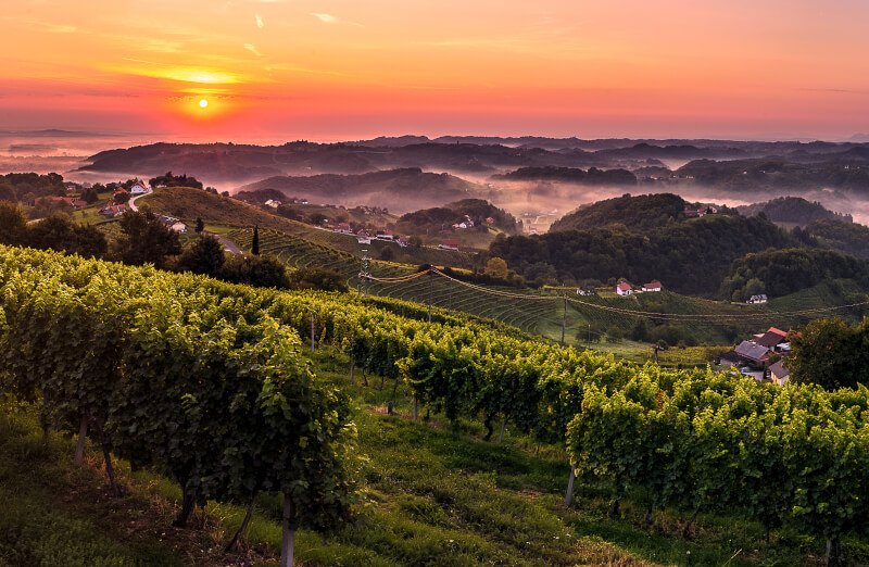 Weinberg Haloze Slowenien