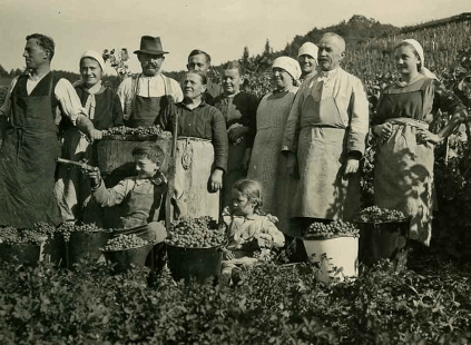 Historisk fotografi af høsten