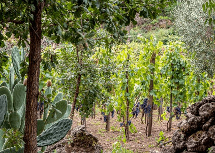 Roccaperciata-vinstokke