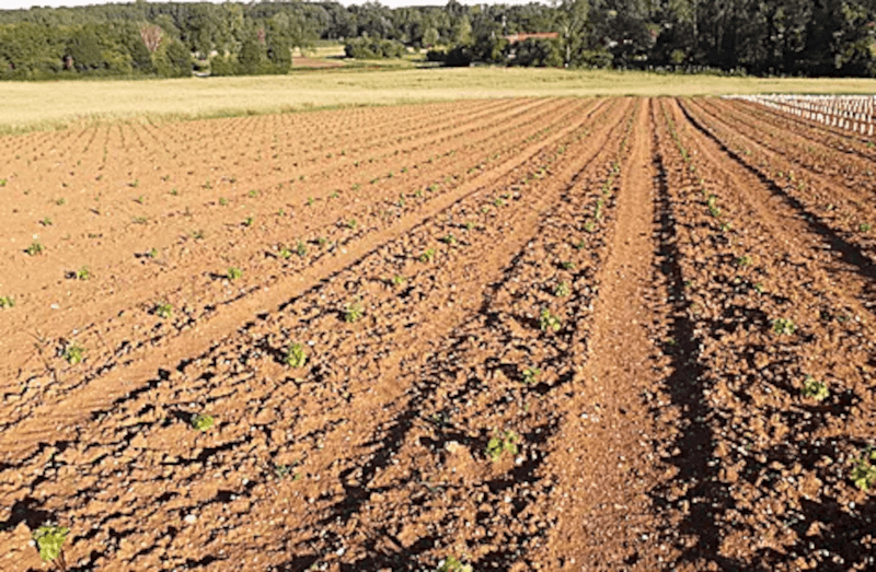 Domaine Cordaillat Jordbundssammensætning Domaine Cordaillat Jordbundssammensætning