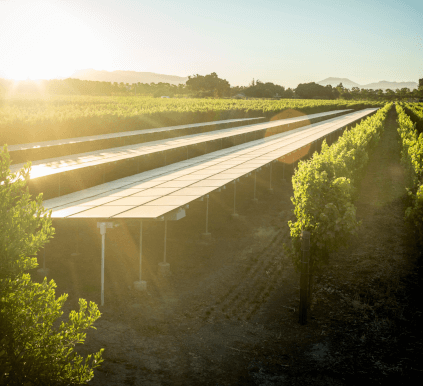 Udsigt over vinmarkerne i Silver Oak