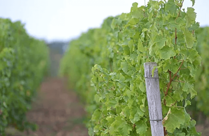 Domaine Cordaillat Vinplante Domaine Cordaillat Vinplante