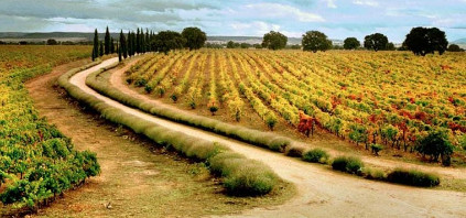 Vinstokke på Marqués de Griñón