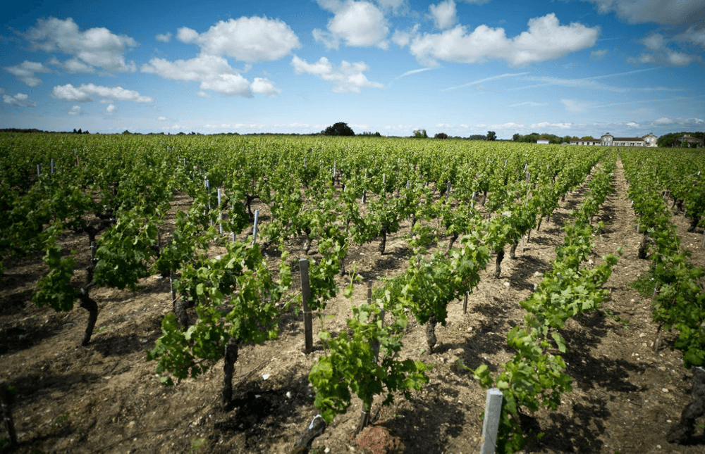 Vinstokkene i vingården