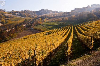 Vineyard Bocchino Vineyard Bocchino