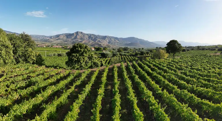 Rosé fra hele verden og i alle facetter - 6x introduktionspakke