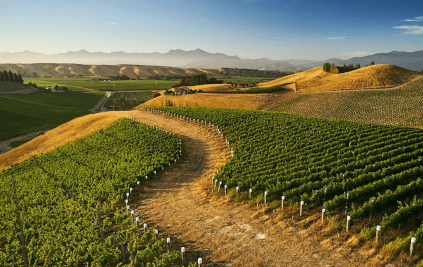 Vinplanter fra Nautilus