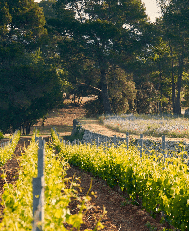 Domaines Ott vinstokke