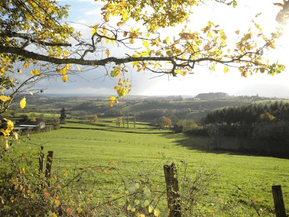 Vineyard in Burgundy