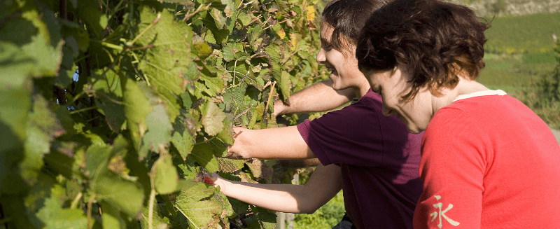 Weinhaus Wasenweiler Winzer Vinbønder