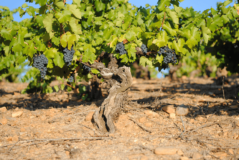 De typiske buskplanter fra det nordlige Spanien, som kun tillader manuel høst