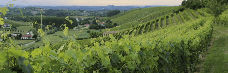 Cascina Carlot Vinstokke