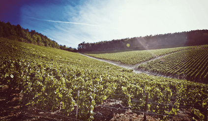 Rækker af vinstokke hos William Fevre