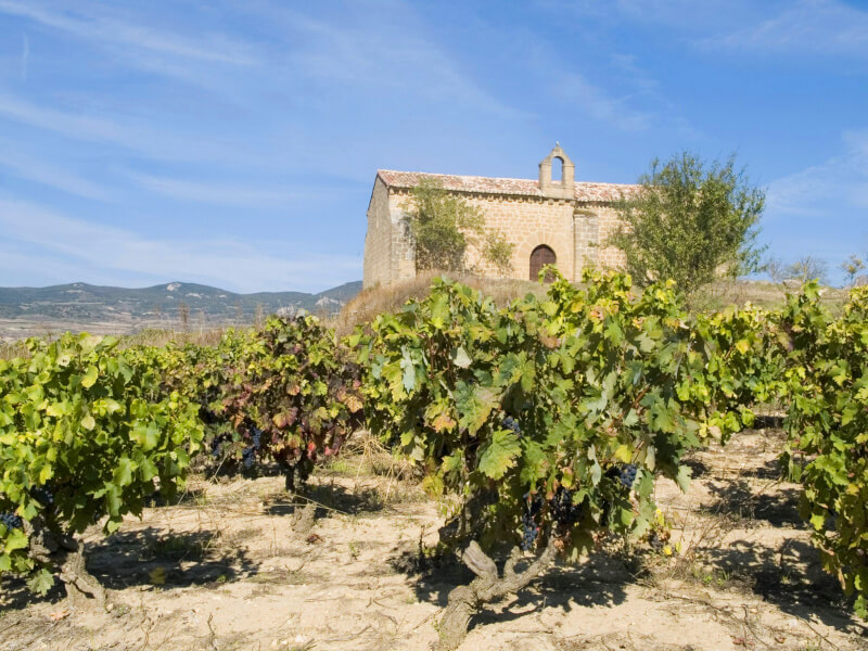 Vingård Bodegas Taron Vingård Bodegas Taron