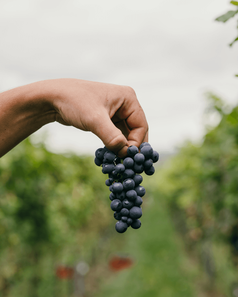 Oliver Zeter Pinot Noir drue