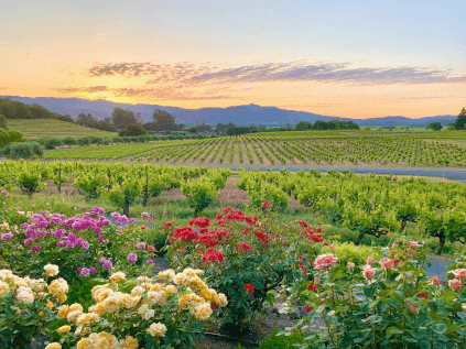 Vineyard af Francis Ford Coppola Vineyard af Francis Ford Coppola