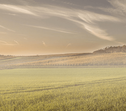 Lange rækker af vinstokke i Kraichgau af Klumpp Lange rækker af vinstokke i Kraichgau af Klumpp