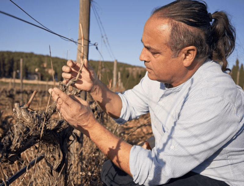 Albet i Noya Vinstokke