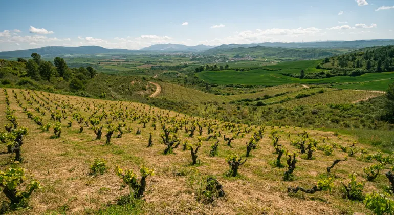 Nydelse af rødvin fra Navarra - 6x opdagelsespakke