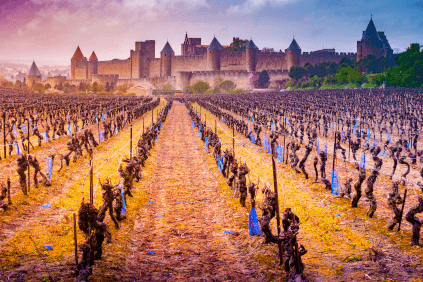 Vinranker i Languedoc foran byen Carcassonne