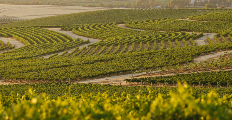 Clare Valley Vineyards