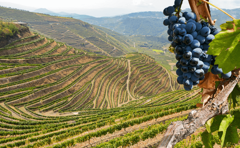 Vinmarker i Douro-dalen Vinmarker-i-Douro-dalen