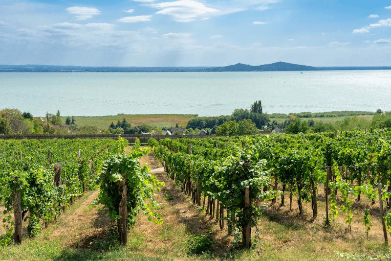 Vinene fra Balaton - vinranker ved søen
