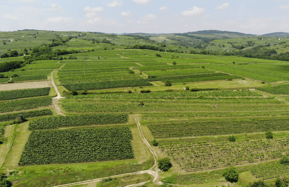 Loimer Winery Udsigt over Käferberg i Langenlois