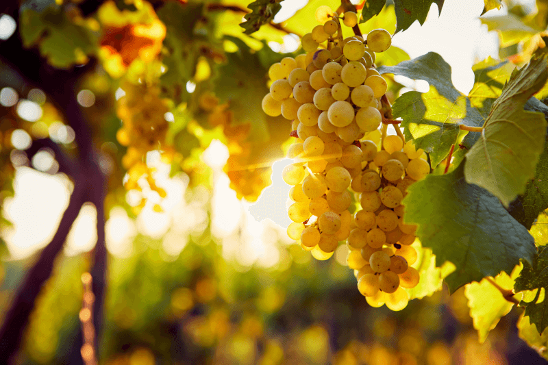 Chardonnay - den emblematiske druesort fra Bourgogne