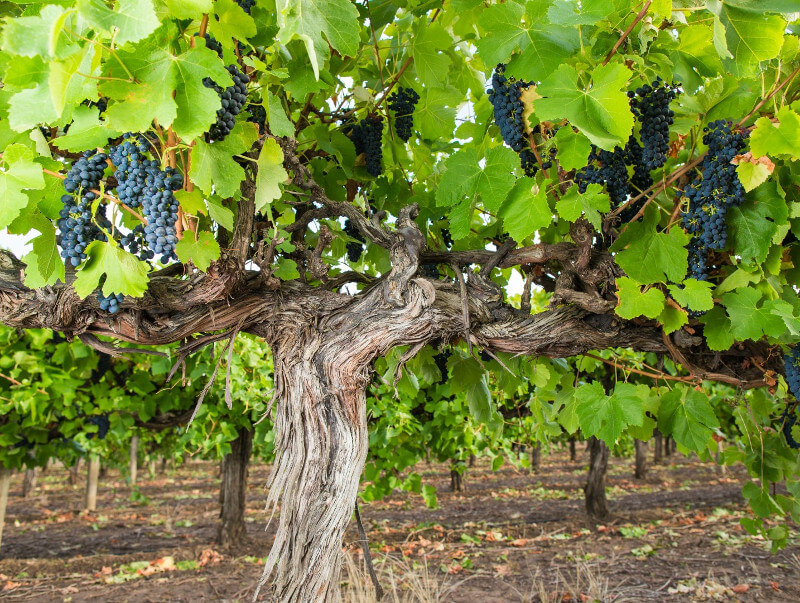 Gamle Shiraz-vinstokke hos Heartland Wines