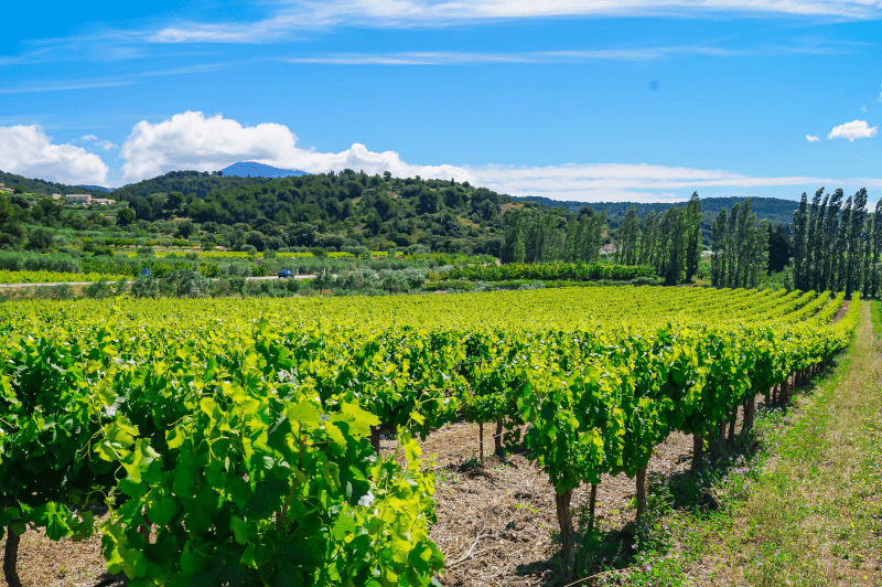 Weinberg-in-der-Provence