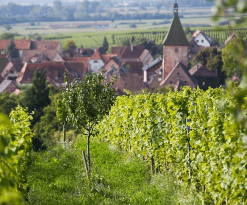Domaine Marcel Deiss Vinhang Domaine Marcel Deiss Vinhang