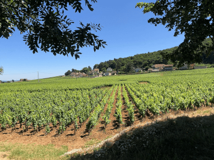 Domaine Trapet vingård Domaine Trapet vingård