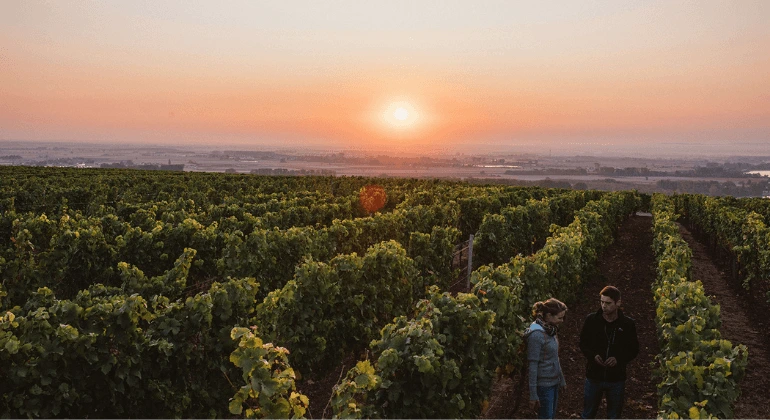 Mangfoldet af vingården Lisa Bunn - 6x smagsprøvepakke