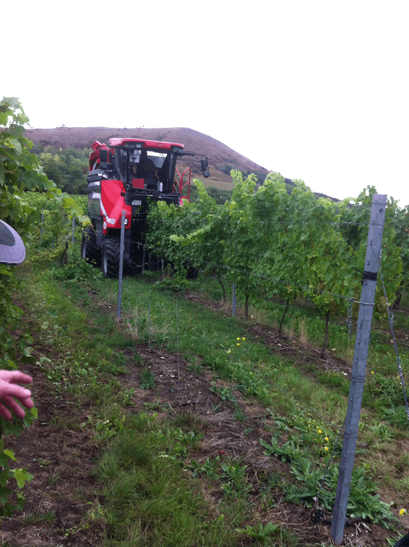 Kohler Wolbling Vineyard Arbejde Kohler Wolbling Vineyard Arbejde