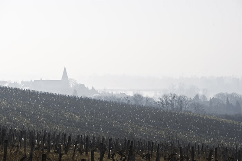 Udsigt over vinmarkerne på Domaine Chatelain