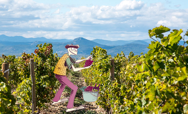 En frø i vinmarken Arrogant-Frog-im-Weinberg