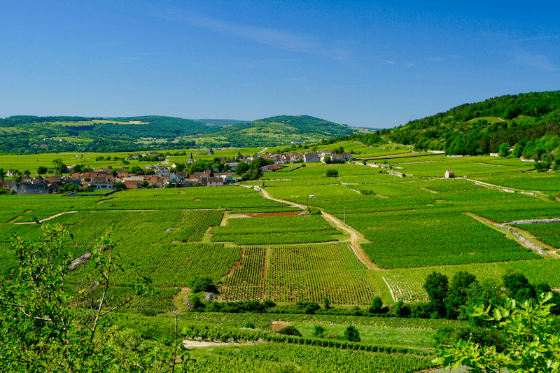 Udsigt over vinmarkerne i kommunen Chassagne-Montrachet Udsigt over vinmarkerne i kommunen Chassagne-Montrachet
