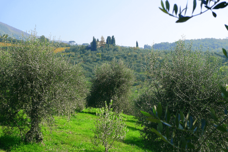Olive groves