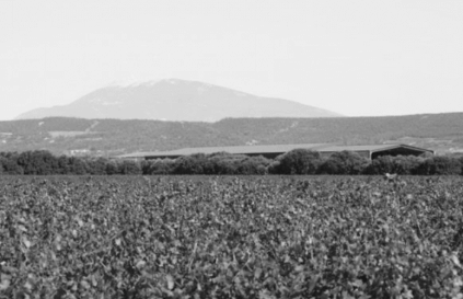 Wine in the valley Wine in the valley