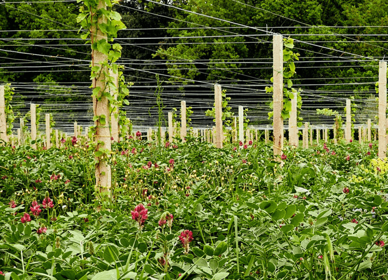 Sulla-planten vokser blandt vinstokkene på Cantina Orsogna Sulla-planten vokser blandt vinstokkene på Cantina Orsogna