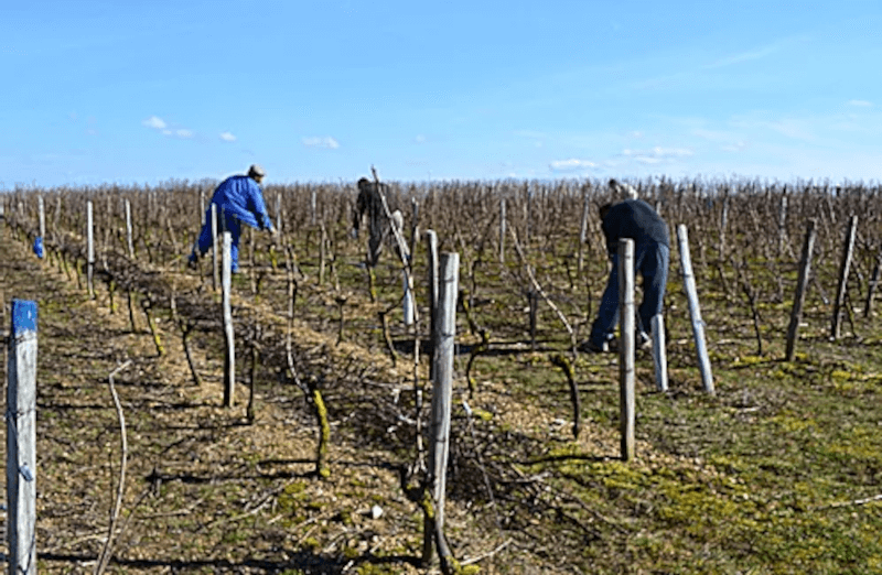 Domaine Cordaillat Arbejdere i vinmarken Domaine Cordaillat Arbejdere i vinmarken
