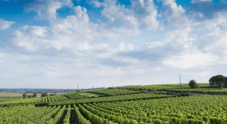 En sommerrejse langs Loire – smagekasse 3x
