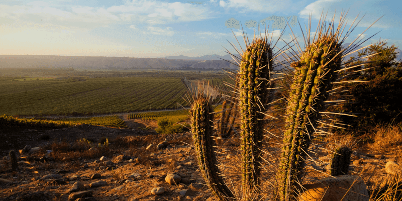 Sutil Family Wines Limari Vineyard Sutil Family Wines Limari Vineyard