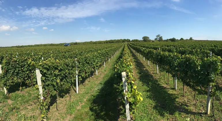 Vinnydelse fra Mähren fra W18 – 6x opdagersæt