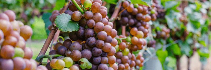 Gewürztraminer-druer på vinstokken