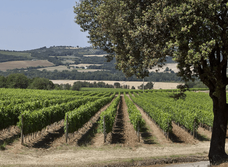 Pian delle Vigne Vineyards Pian delle Vigne Vineyards