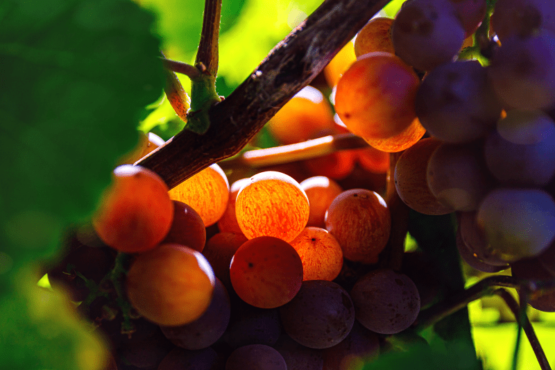 Gewürztraminer-druer på vinstokken i solen