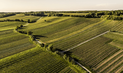 vineyard of Markowitsch vineyard of Markowitsch