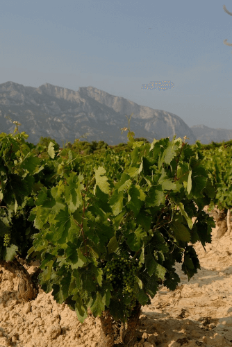 Vinstokke i La Rioja Alta Vinstokke i La Rioja Alta